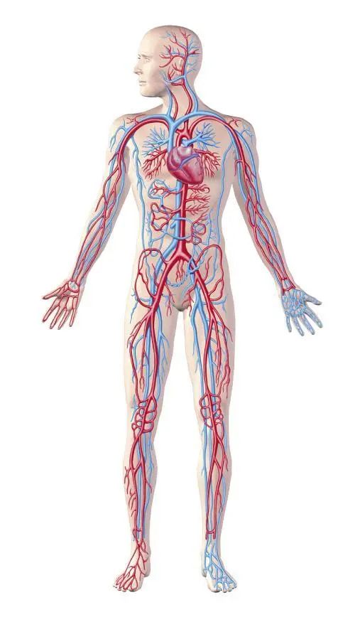 人体血位置结构图高清图片